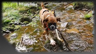 Forest Pixies and Boxer dogs - Layla The Boxer Dog