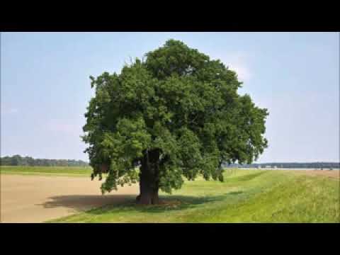 Dankbarkeitsmeditation - eine phantasievolle Reise in die Seele der Natur