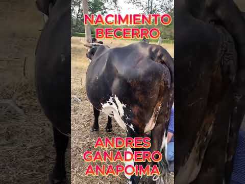 alquiler de hermosas fincas en anapoima whatsapp 3202123028
