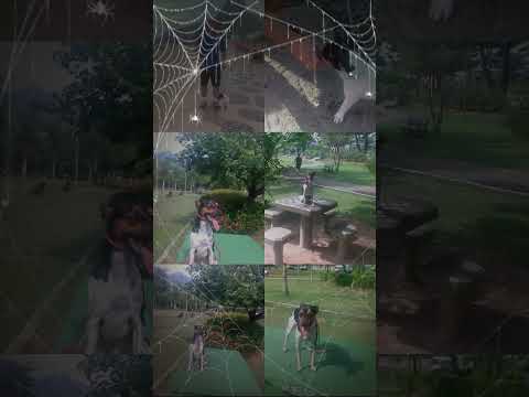 💫ADESTRADOR DE CÃES💫✨NOVA IGUAÇU ✨RJ✨💥A Melhor tecnica do Brasil RJ (21) 98978-5108  whatsapp💥💫