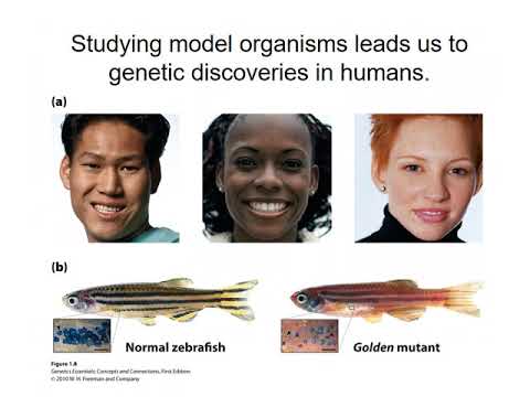 Genetics Chapter 1 PPT Lecture  Introduction
