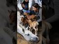 Mama Horse Gives Birth To 4 Foals A Heartwarming And Emotional Journey