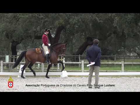 210201 6 Hihufi - Aprovação de Garanhões