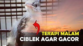 Download lagu Terapi Ciblek Malam Hari Ampuh BIkin Ciblek Tambah Gacor mp3 Download lagu Terapi Ciblek Malam Hari Ampuh BIkin Ciblek Tambah Gacor mp3