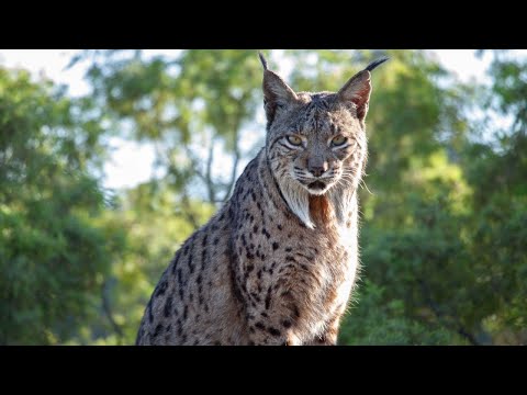 Reintroducing Europe's Wildest Cat | Seven Worlds, One Planet | BBC Earth