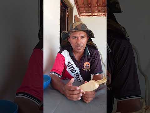 sementes de milho crioulo selecionado pelos agricultores de pedro II Piauí