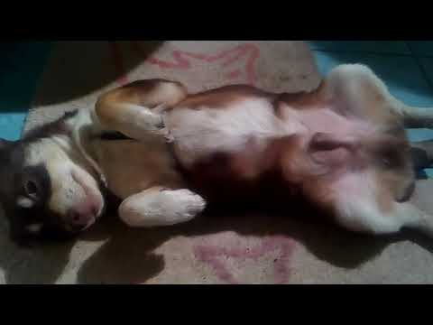 Малыш сладко спит. /Гоняет котов от наших кошек/😒🙉