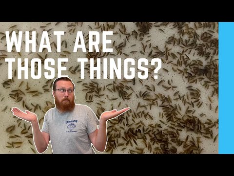 Amazing Live Food for Aquarium Fish | How to set up a Scuds Culture