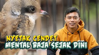 Download lagu Nyetak Cendet Trotol Agar Mempunyai Mental Baja dan Fighter mp3 Download lagu Nyetak Cendet Trotol Agar Mempunyai Mental Baja dan Fighter mp3