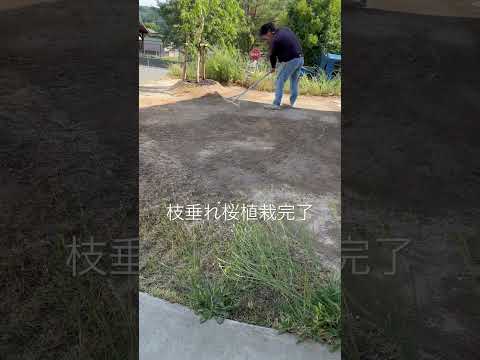 開花を促進するために2月に剪定する6つの低木  庭園