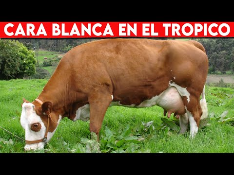 , title : '🔴 Ganado Cara Blanca En El TROPICO ✅ Vacas Lecheras // Ganado de Ceba o Engorde'