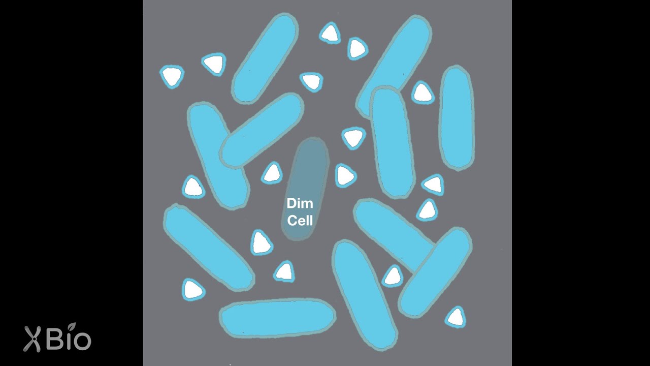 Discoveries in Quorum Sensing