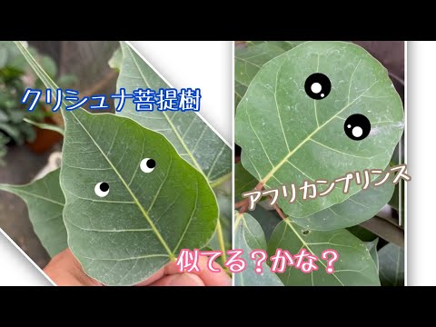 夏の菩提樹 植物