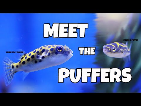 Meet the Puffers - Green Spot, and Figure 8 Puffer Fish
