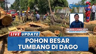 Evakuasi Pohon Trembesi 110 Tahun Tumbang di Dago Bandung, 3 Orang Jadi Korban Alami Luka-luka