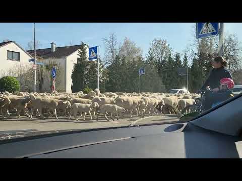 🐑🐑🐑 Schafherde auf der Strasse * Die Wanderung der weißen Herde * Schäflein zählen 🐑🐑🐑