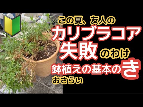 夏の熱波の太陽から植木鉢を守る方法