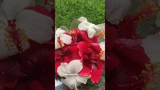 Download lagu #flower #flowerdecoration #terracegarden #gardening mp3