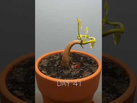 120 Days in 1 Min - Growing Durian Tree From Seed #timelapse