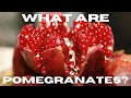 What is Pomegranate?