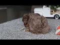 Cavapoo dogs for sale: Tate - Video 1