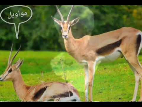 أحبها الجمهور وبكي من أجلها الكثيرون وسرد قصتها أيمن هريدي أنها الغزاله كمالم تسمعها من أي أحد