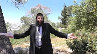 חזקה בתרי ותלת - שיעור בטבע