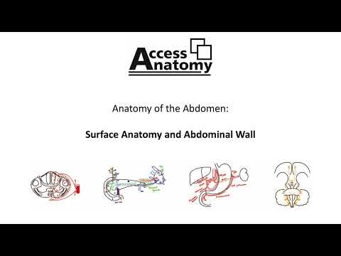 Anatomy of the Abdomen 1 - Surface Anatomy and Abdominal Wall