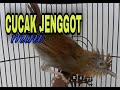 MASTERAN CUCAK JENGGOT MINI GACOR MBESET