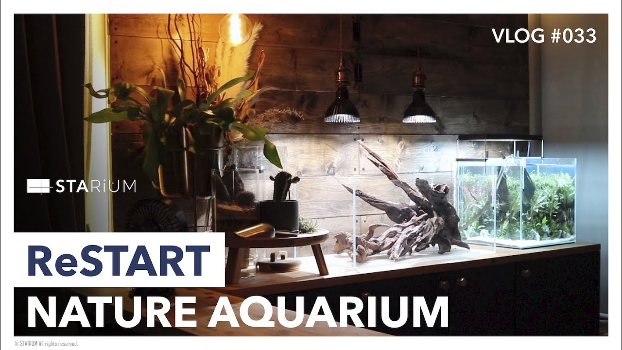 【アクアリウム】もう一回アクアを始める時に思うこと/Restart Nature Aquarium/#Vlog#33