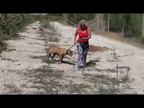 Vídeo de TIGRA