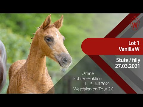 "Westfalen on Tour 2.0"-Auktion - Lot 1 Vanilla W v. Vitalis - Rubinstern Noir