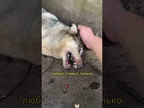 The dog's sudden like this may be due to a seizure.