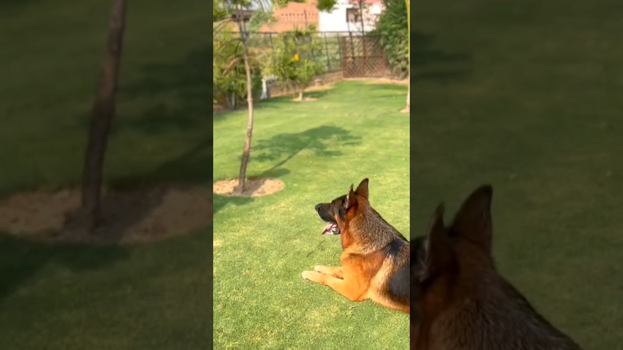 MAXIMUS ZEDESEN DOG #engineerskennel #GermanyImport #germanshepherd #stockhair #stud #petcare