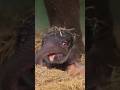 Hathi Ka Bacha Kitna Cute Hai Shorts Ytshorts