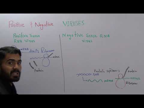 Positive sense and negative sense RNA viruses and their replication  chapter Viruses, Lecture 2 in