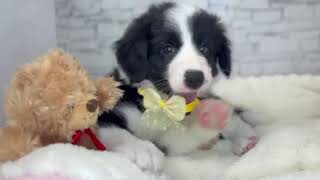 ボーダーコリーの動画01