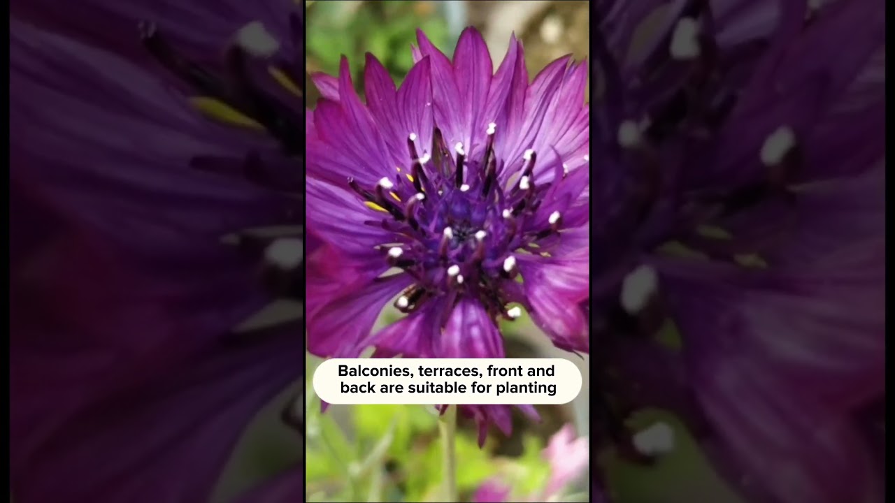 What are examples of edible flowers? Tipseri