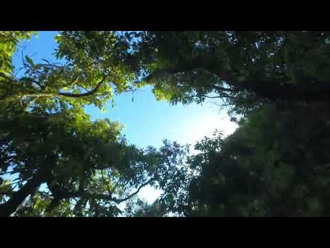 Testando o Avata 2 na mata fechada. 🚁💨