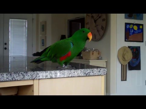 Eclectus parrot singing and  talking