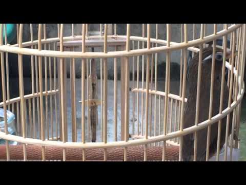 hoa mi 95, chimhoamihot.com