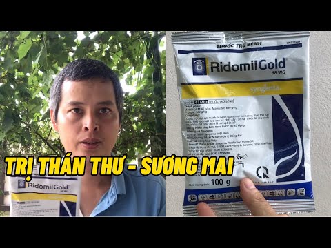 Trị thán thư, sương mai, thối nhũn rất đơn giản bằng RidomilGold