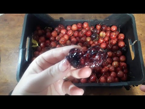 فاكهه مليئه بالدود ضج الفيس بوك بالموضوع انظروا اليها