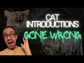 Cat Introduction Gone Wrong Solutions That Work