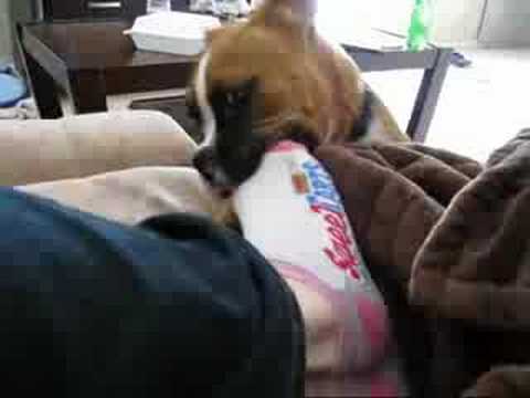 YouTube video about: Can dogs have sweet tarts?