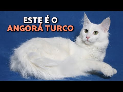 TURKISH ANGORA CAT 😻All about the BREED (history, characteristics and care)