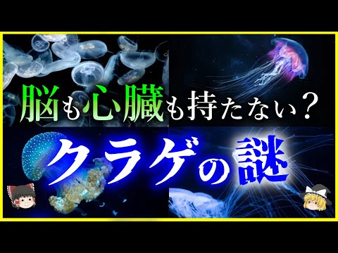 エルンスト・ヘッケル作「自然の芸術」の有櫛動物、1904年