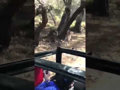 Tiger Growling close to our gypsy (scary😱)