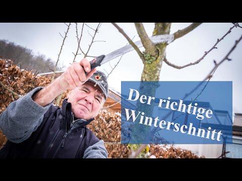 Dem Apfelbaum den richtigen Winterschnitt verpassen.