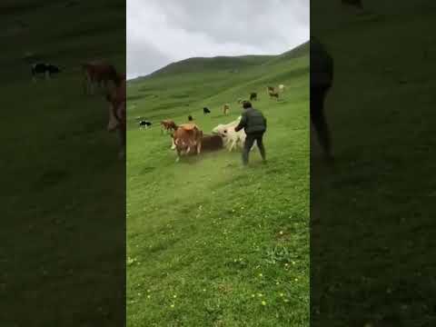Bear Attacks Cow! Shepherd and Dogs Rush to Rescue